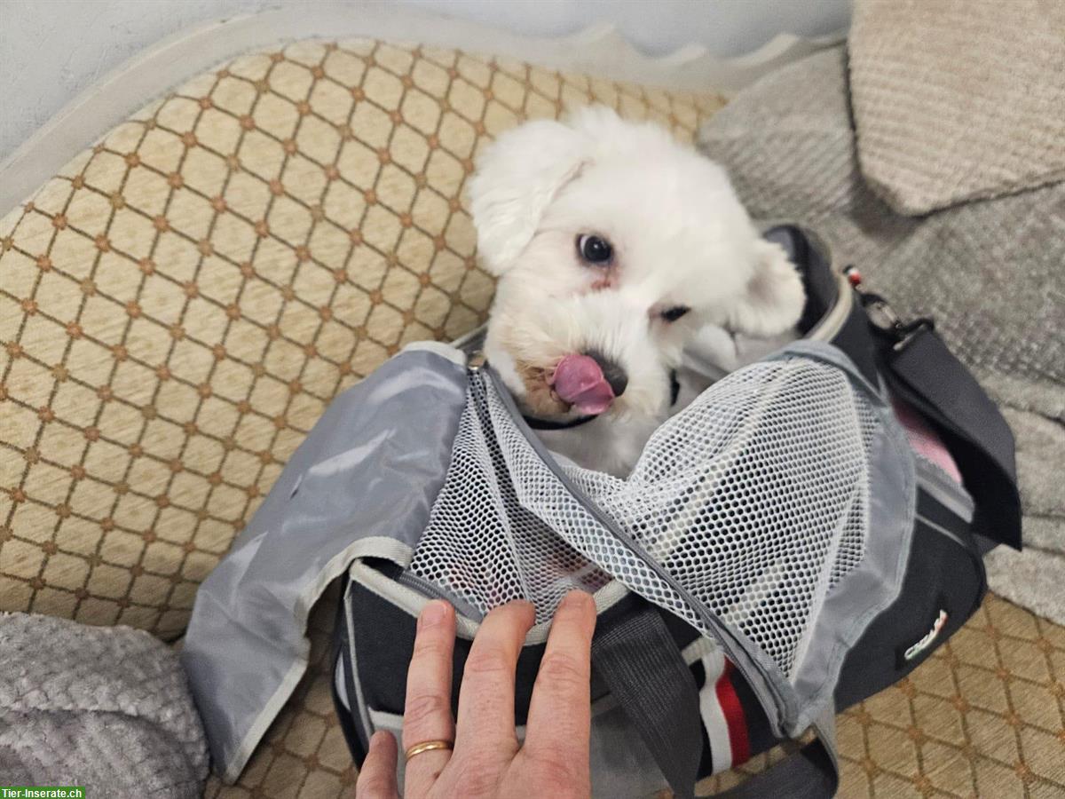 Bild 2: Malteser Rüde Bubi sucht sein Traumzuhause