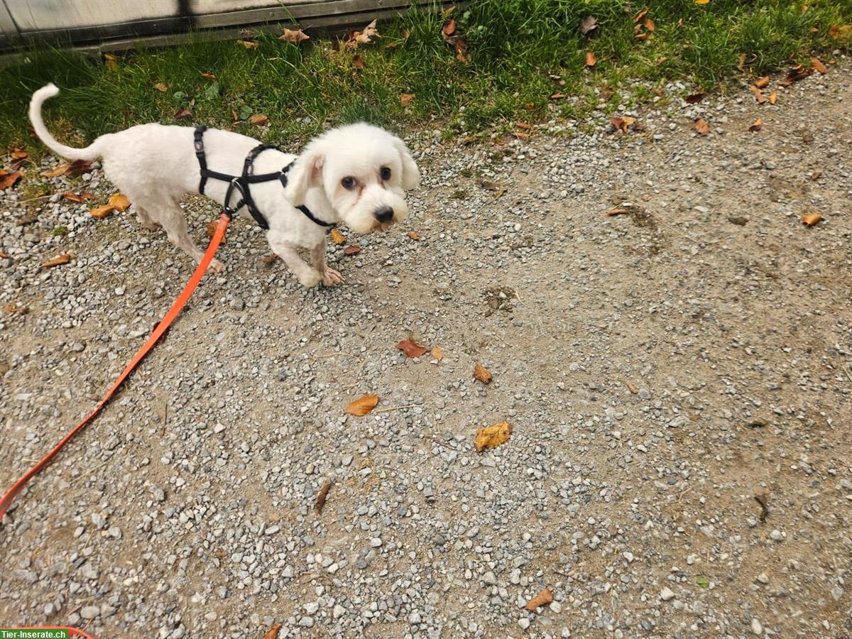 Bild 3: Malteser Rüde Bubi sucht sein Traumzuhause