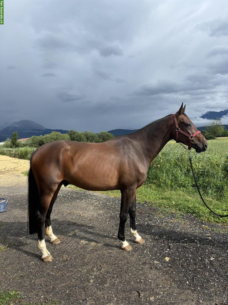 Belgischer Warmblut Wallach zu verkaufen