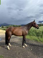 Belgischer Warmblut Wallach zu verkaufen