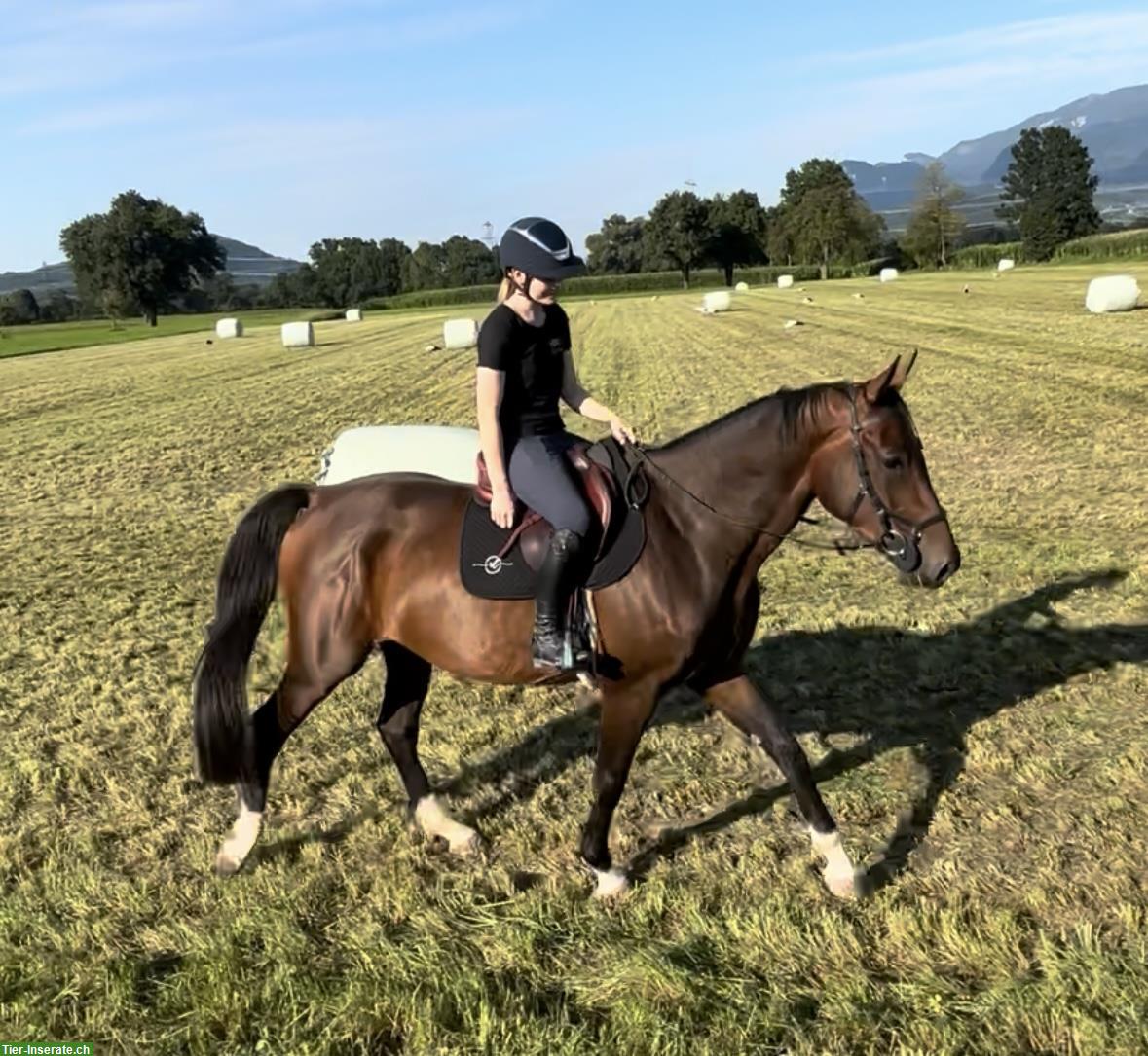 Bild 2: Belgischer Warmblut Wallach zu verkaufen