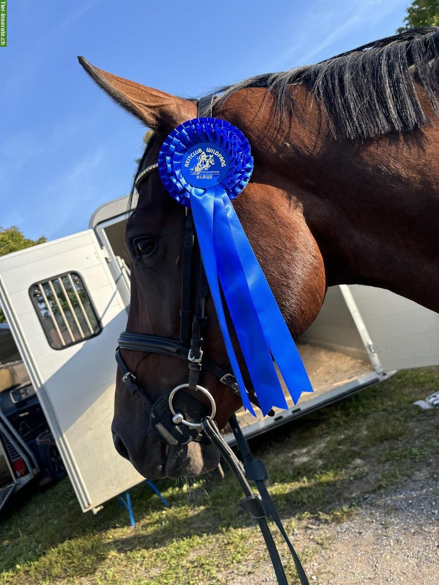 Bild 3: Belgischer Warmblut Wallach zu verkaufen