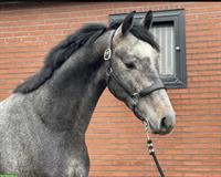 Belgischer Warmblut Hengst (Schimmel), Verlasspferd