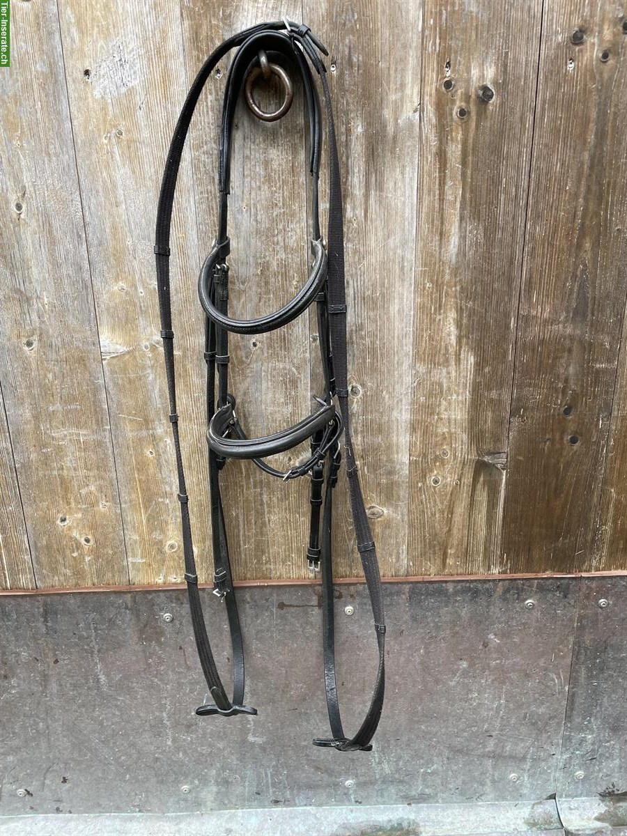 Kieffer Sidepull Gr. Cob zu verkaufen
