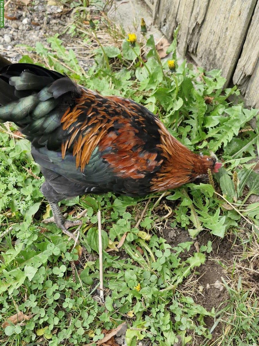 3 junge Hähne aus Naturbrut abzugeben