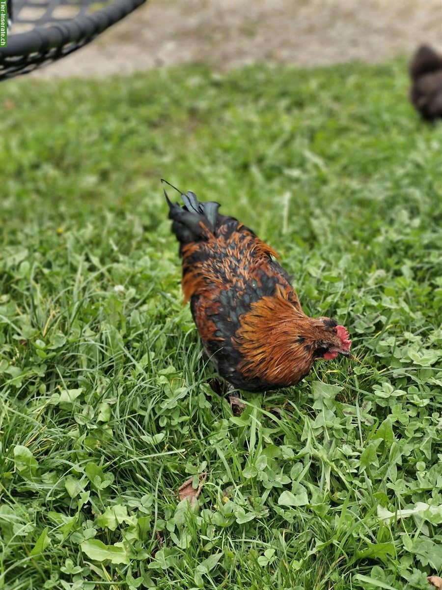 Bild 2: 3 junge Hähne aus Naturbrut abzugeben