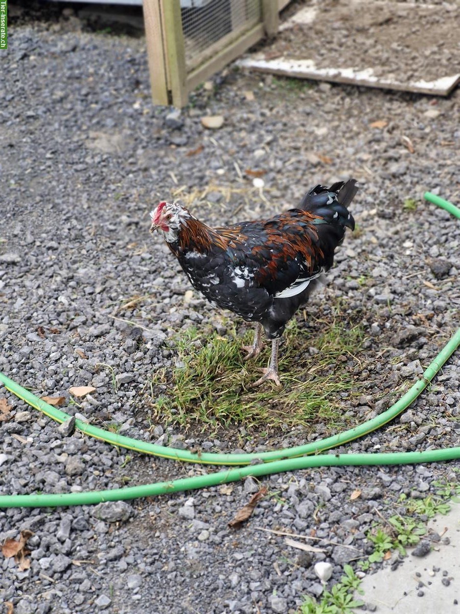 Bild 3: 3 junge Hähne aus Naturbrut abzugeben