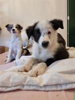 Border Collie Welpen (Rüde) aus Arbeitslinie