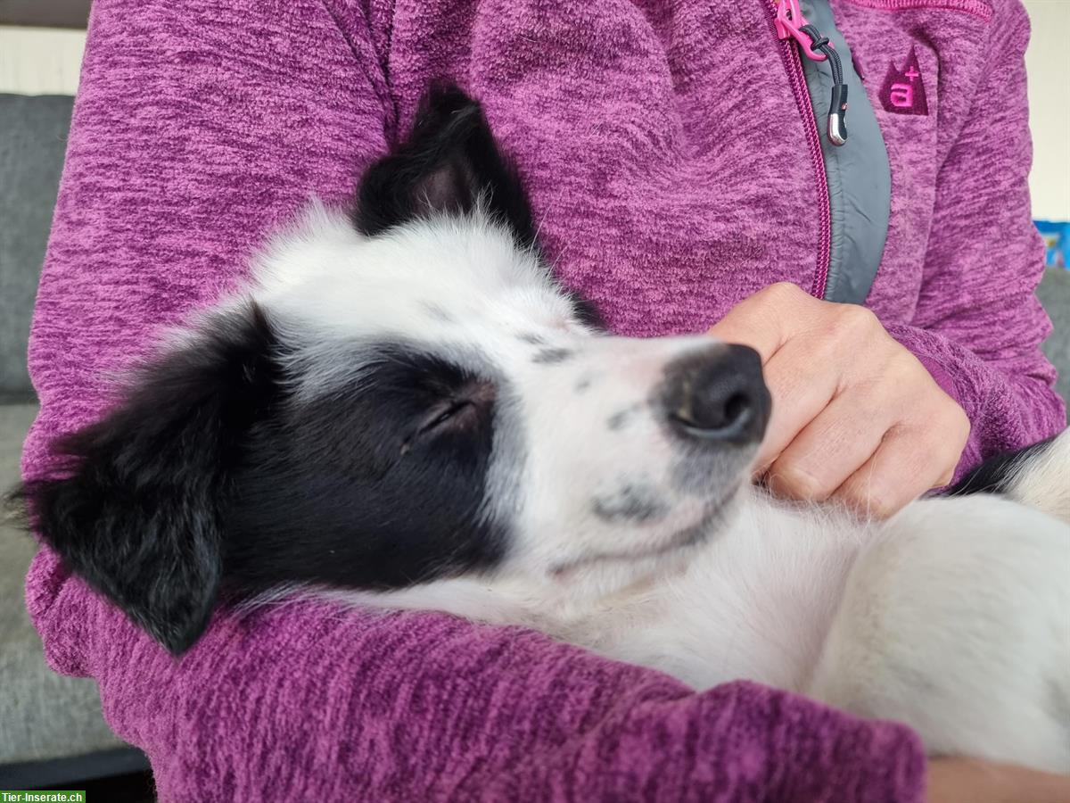 Bild 2: Border Collie Welpen (Rüde) aus Arbeitslinie