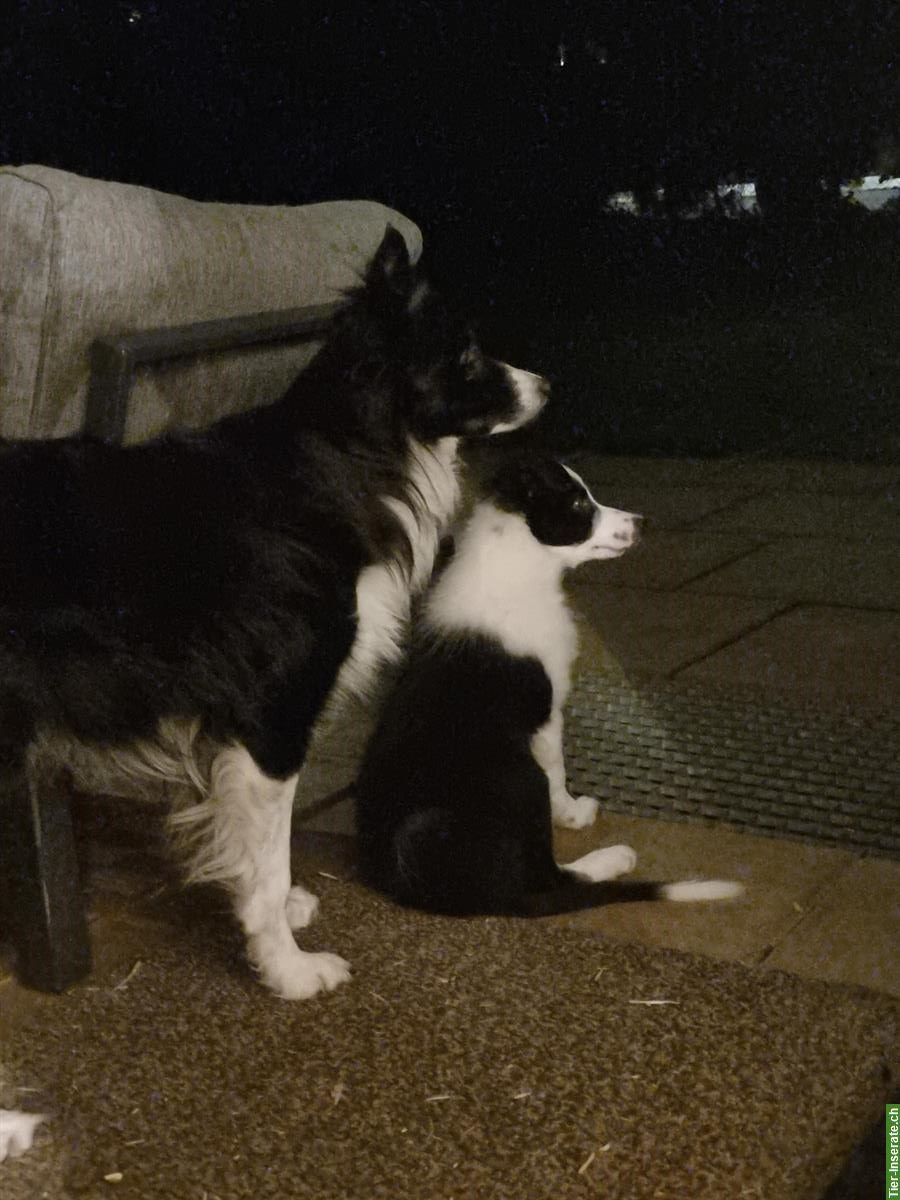 Bild 3: Border Collie Welpen (Rüde) aus Arbeitslinie