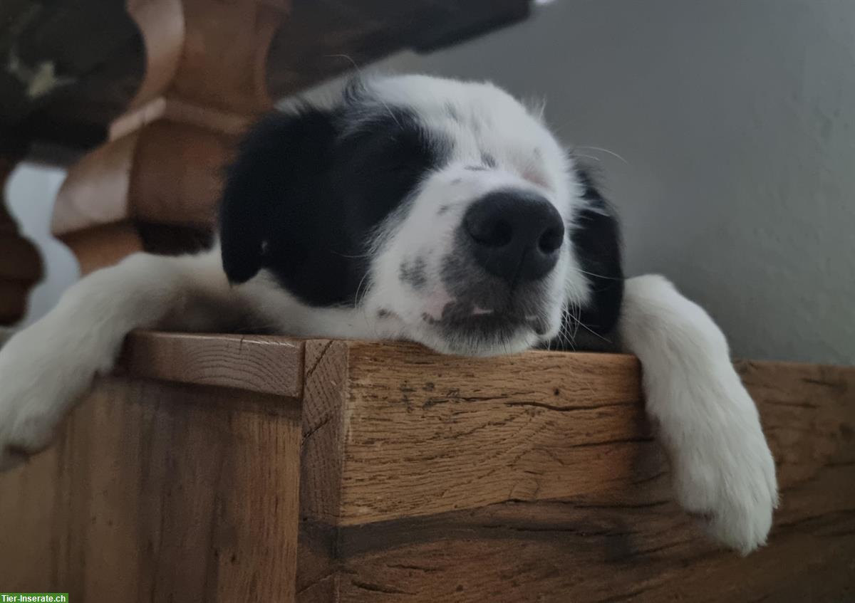 Bild 4: Border Collie Welpen (Rüde) aus Arbeitslinie