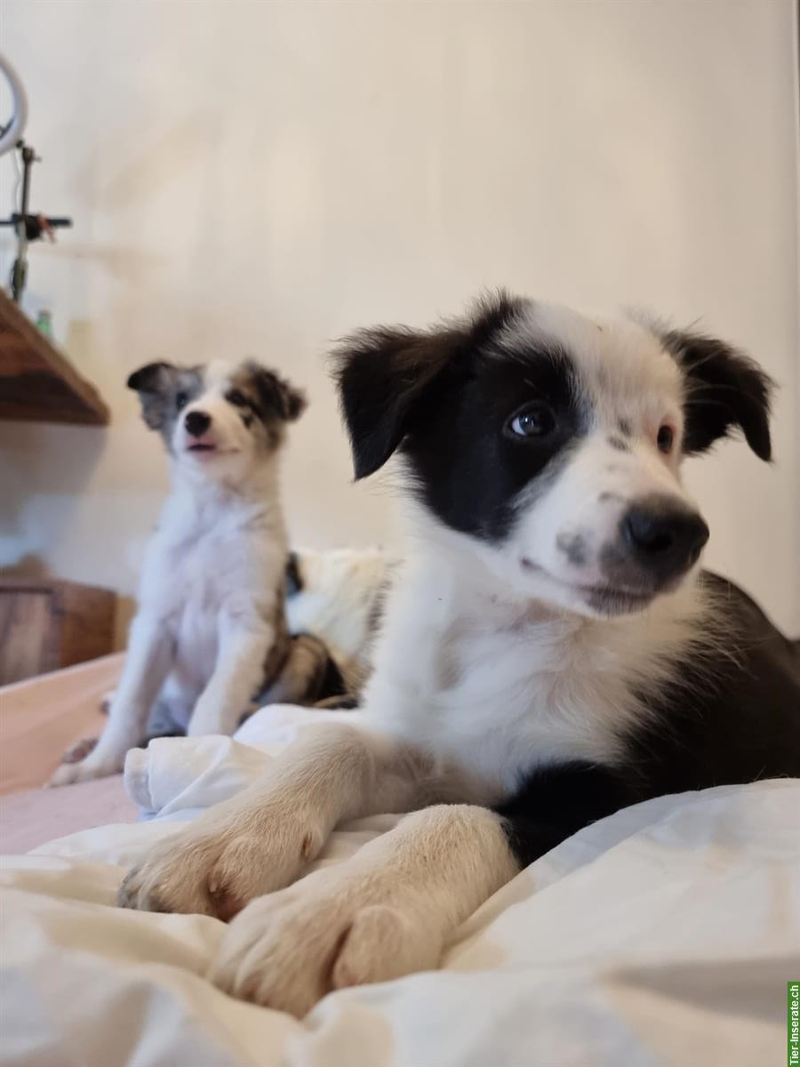 Bild 5: Border Collie Welpen (Rüde) aus Arbeitslinie