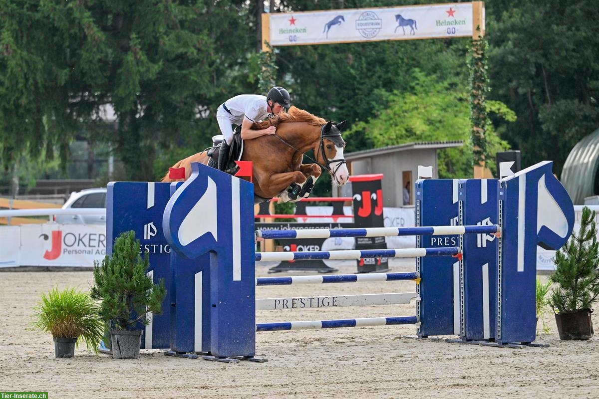 Bild 6: Pferdeboxe frei für Springpferd in neu renoviertem Stall am Rotsee