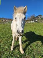Islandpferd Schimmelstute mit taktklarem Tölt zu verkaufen