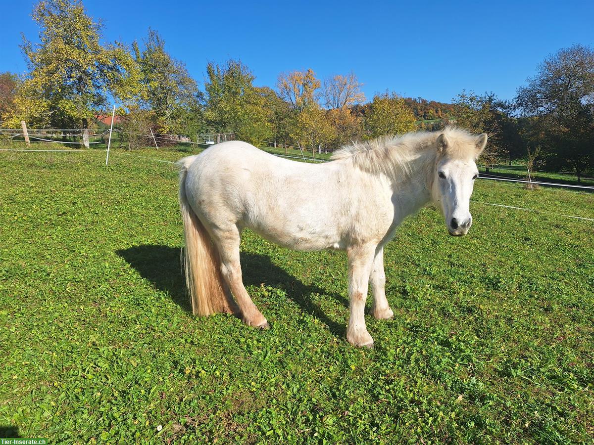 Bild 2: Islandpferd Schimmelstute mit taktklarem Tölt zu verkaufen