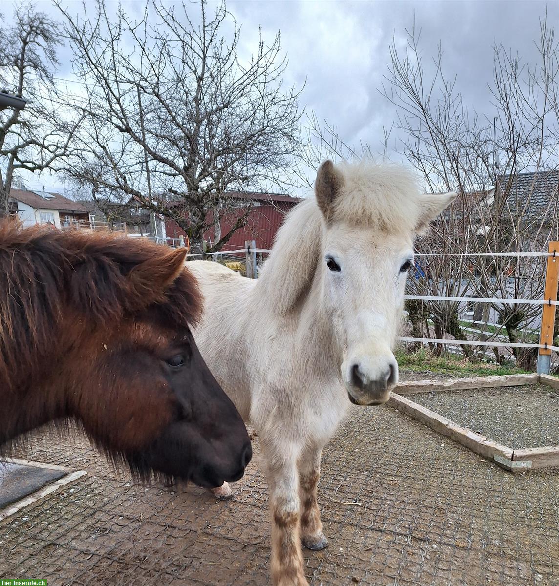 Bild 3: Islandpferd Schimmelstute mit taktklarem Tölt zu verkaufen