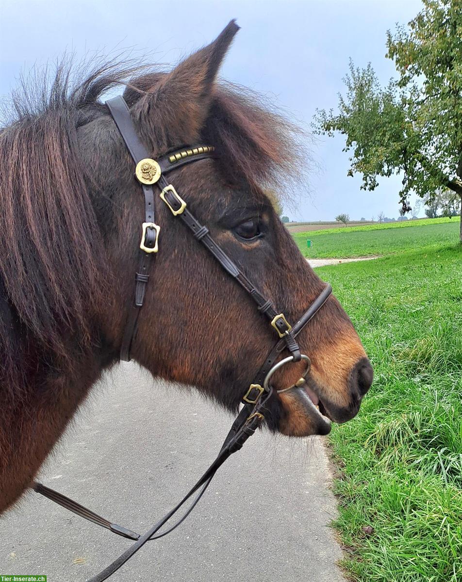 Isländer Wallach (Therapiepony) zu verkaufen