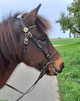 Isländer Wallach (Therapiepony) zu verkaufen