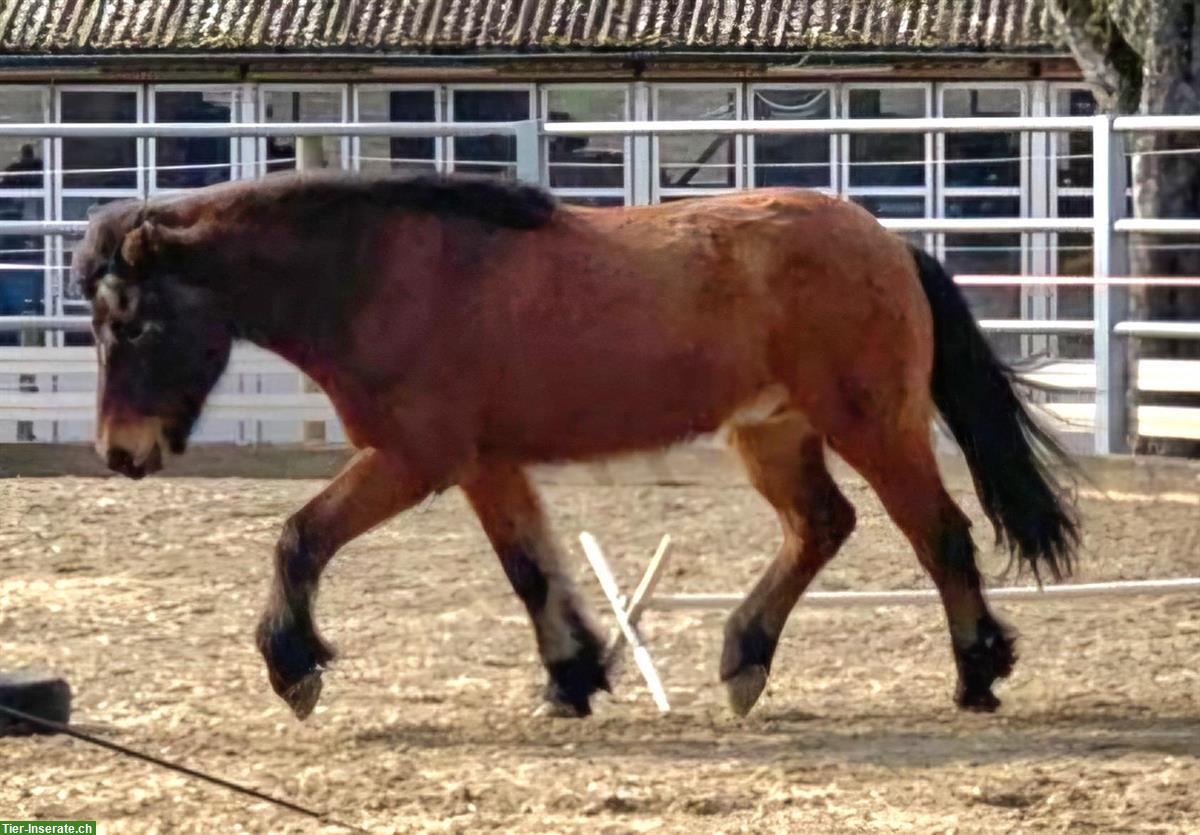 Bild 10: Isländer Wallach (Therapiepony) zu verkaufen