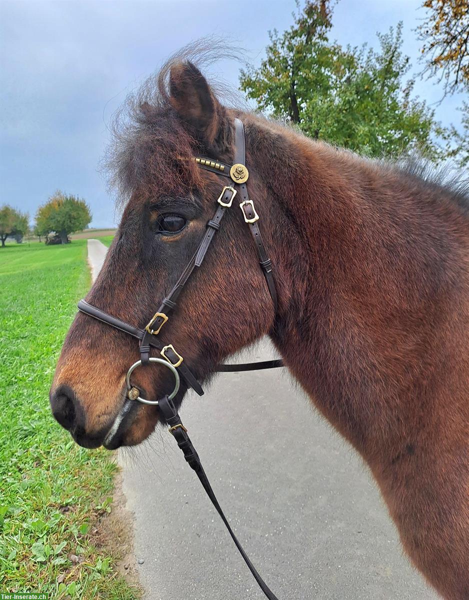 Bild 2: Isländer Wallach (Therapiepony) zu verkaufen