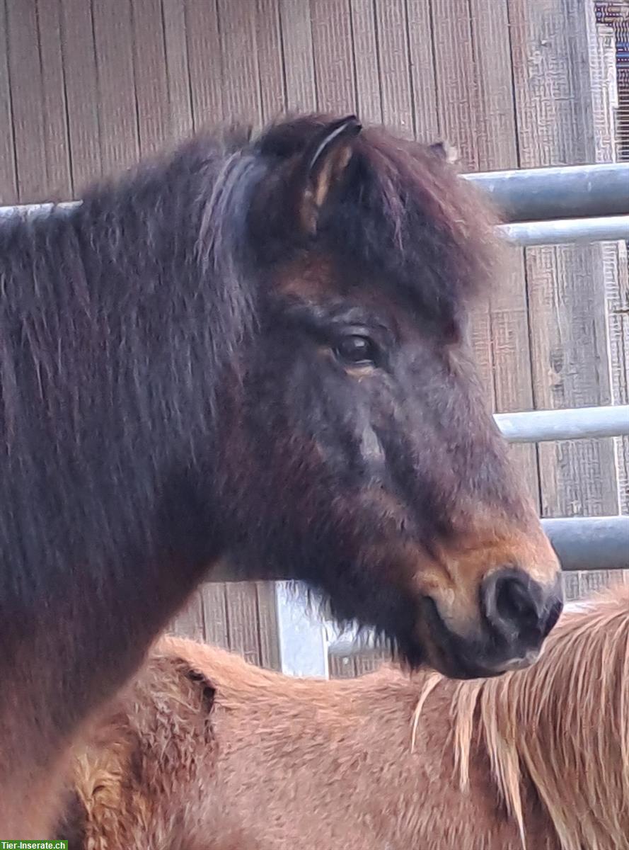 Bild 3: Isländer Wallach (Therapiepony) zu verkaufen