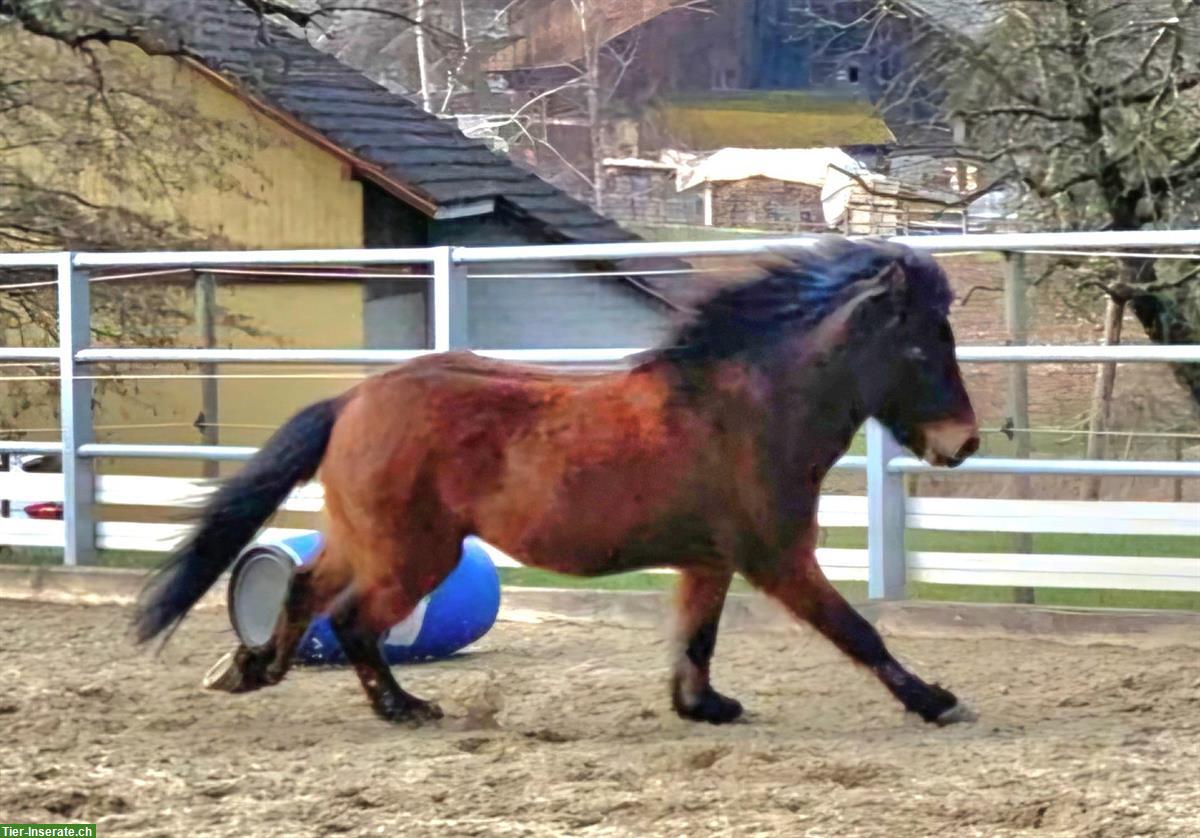 Bild 4: Isländer Wallach (Therapiepony) zu verkaufen