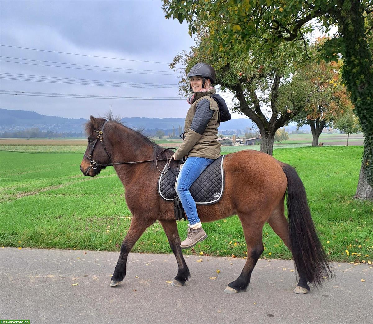 Bild 5: Isländer Wallach (Therapiepony) zu verkaufen