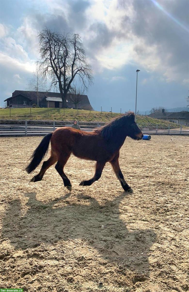 Bild 6: Isländer Wallach (Therapiepony) zu verkaufen