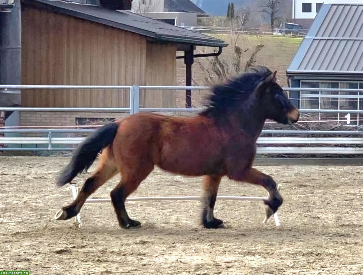 Bild 7: Isländer Wallach (Therapiepony) zu verkaufen