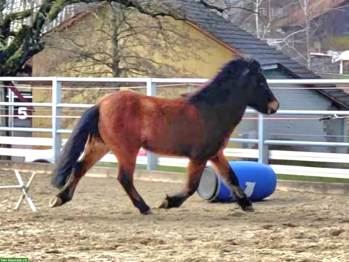 Bild 8: Isländer Wallach (Therapiepony) zu verkaufen