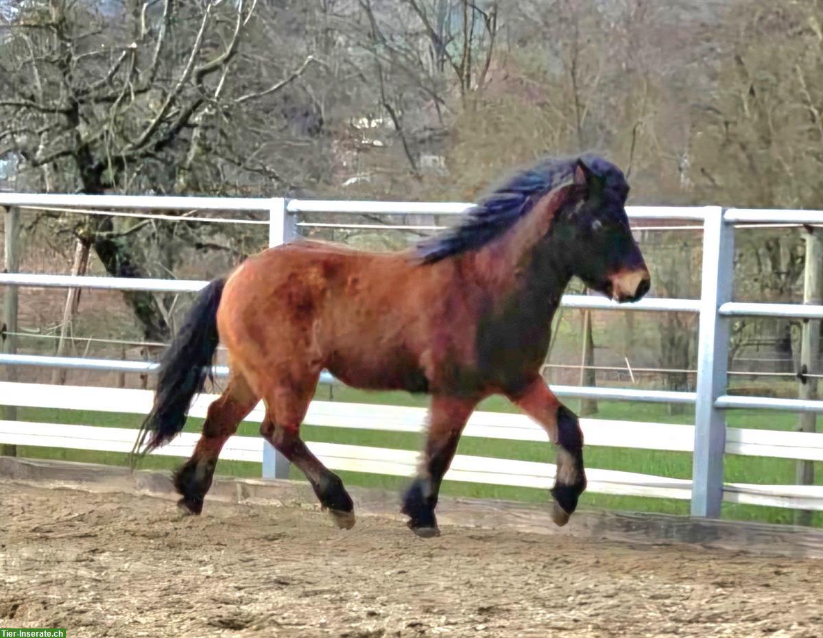 Bild 9: Isländer Wallach (Therapiepony) zu verkaufen