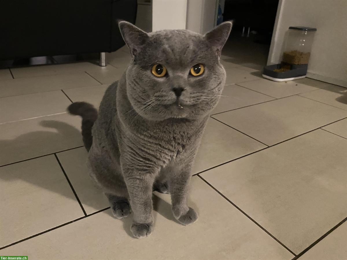 Britisch Kurzhaar Katzendame gesucht