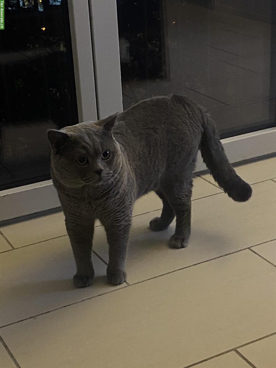 Bild 2: Britisch Kurzhaar Katzendame gesucht