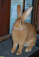 2 Burgunder Kaninchen zu verkaufen