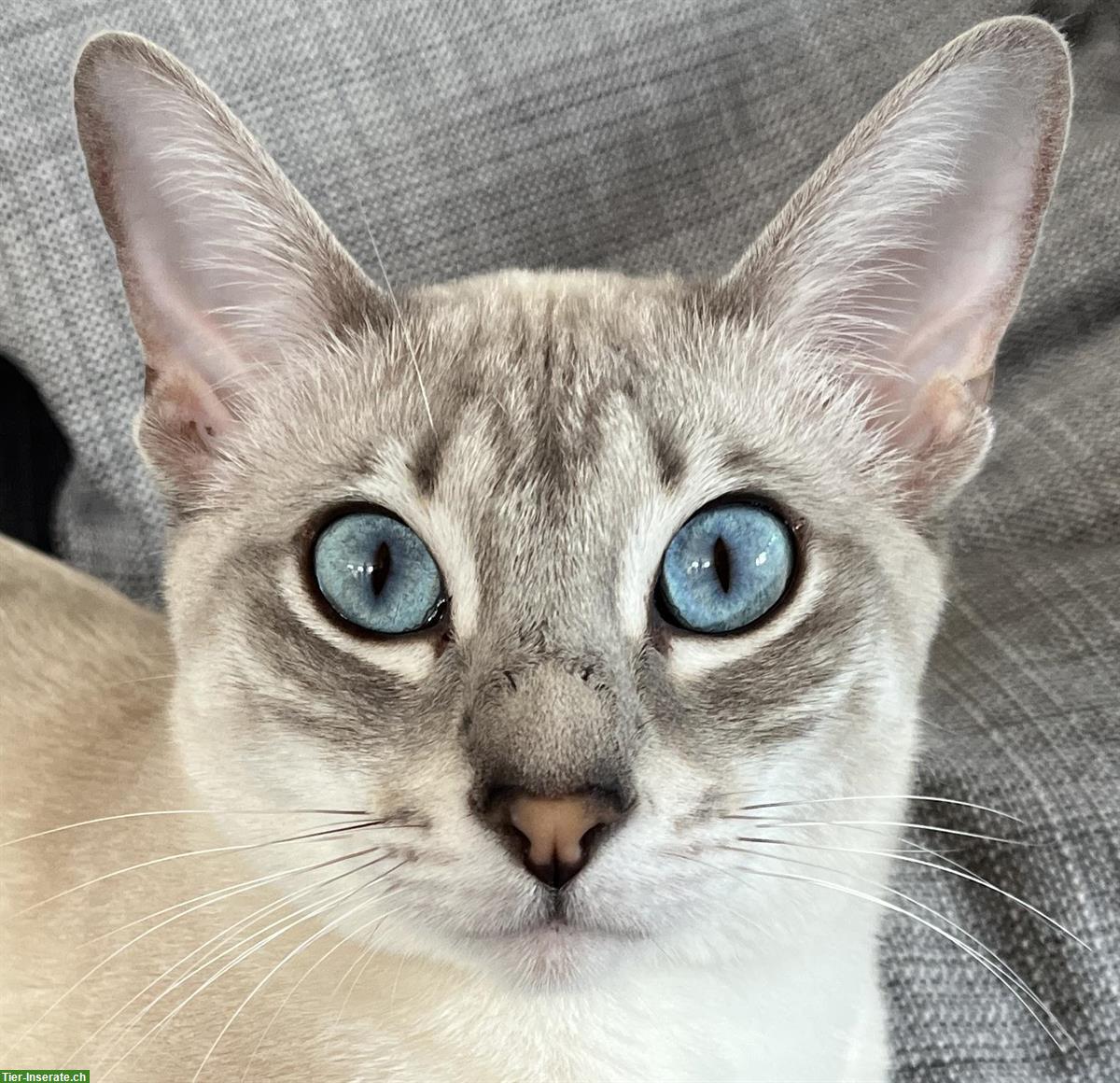 Snow Bengal x Savannah Mix Katze, 2-jährig