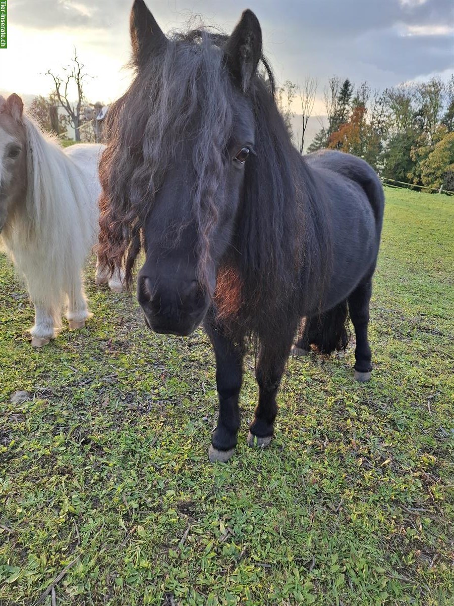 Shetlandpony Stute, 7-jährig, als Zuchtstute geeignet