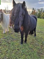 Shetlandpony Stute, 7-jährig, als Zuchtstute geeignet