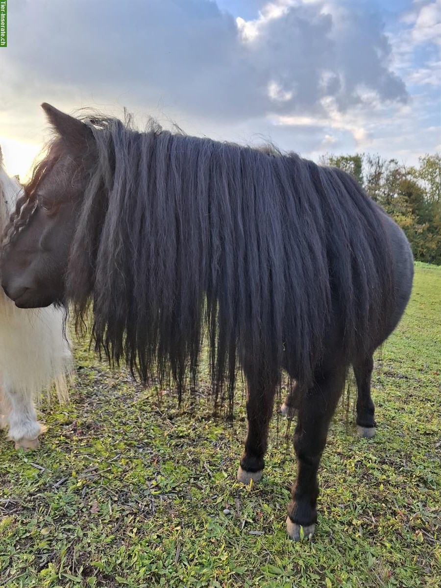 Bild 2: Shetlandpony Stute, 7-jährig, als Zuchtstute geeignet