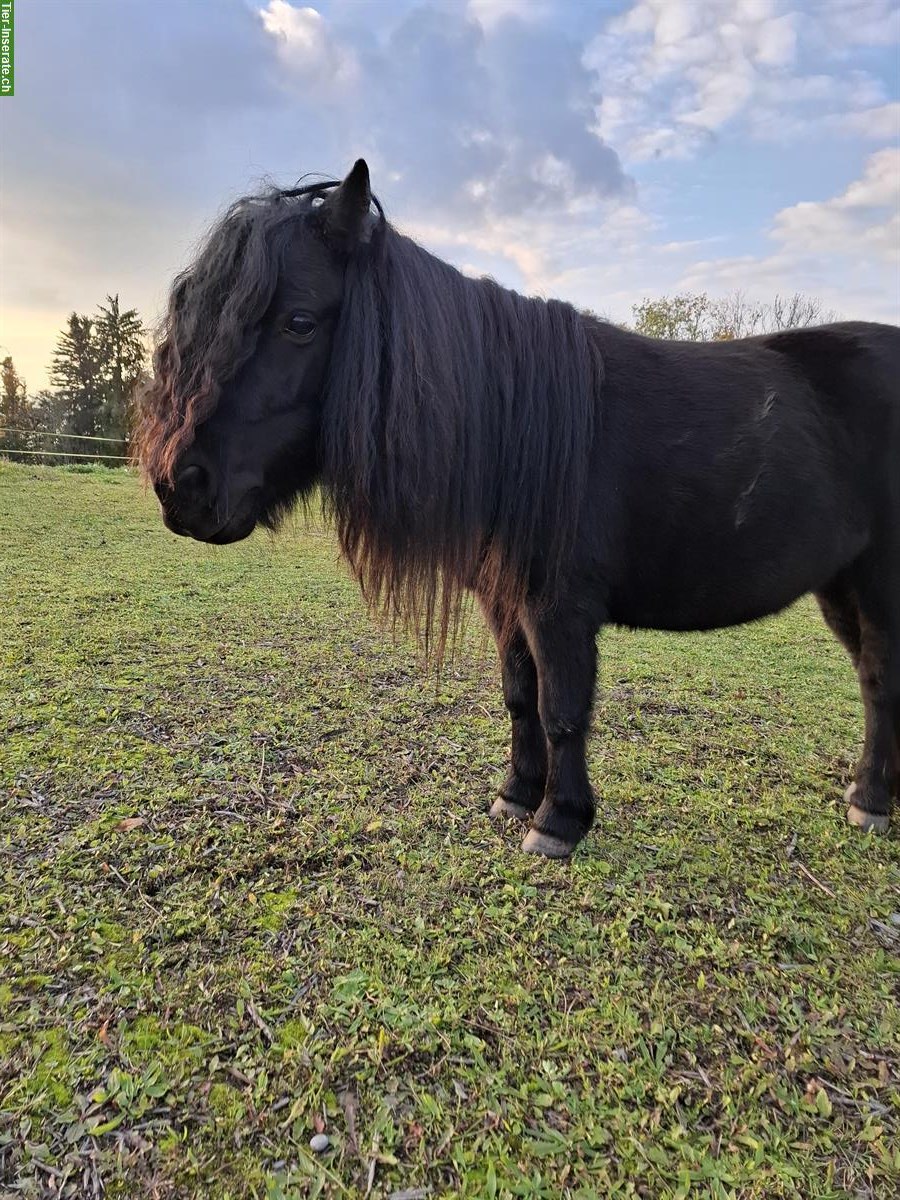 Bild 3: Shetlandpony Stute, 7-jährig, als Zuchtstute geeignet
