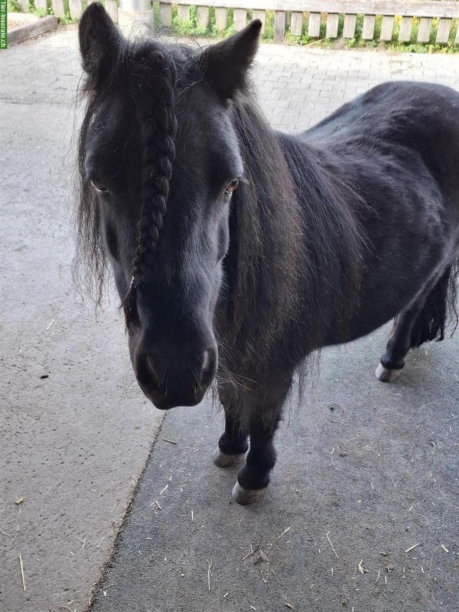 Bild 4: Shetlandpony Stute, 7-jährig, als Zuchtstute geeignet