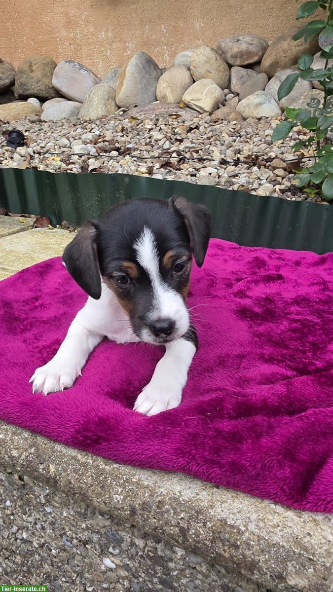 Parson Jack Russell Welpe, männlich, langbeinig