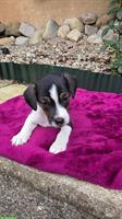 Parson Jack Russell Welpe, männlich, langbeinig