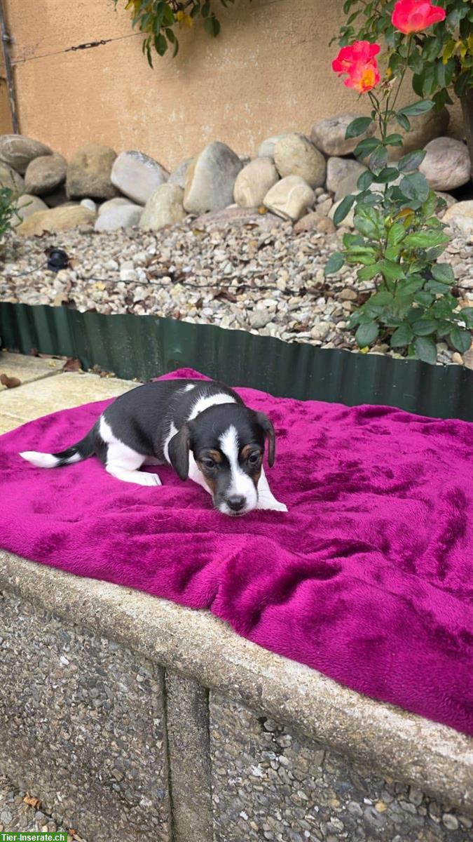 Bild 2: Parson Jack Russell Welpe, männlich, langbeinig
