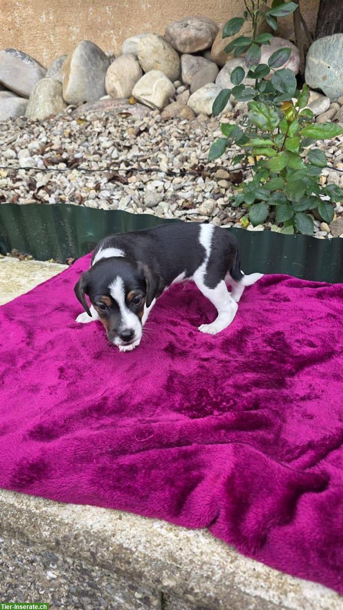 Bild 3: Parson Jack Russell Welpe, männlich, langbeinig