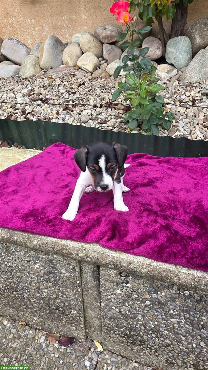 Bild 4: Parson Jack Russell Welpe, männlich, langbeinig