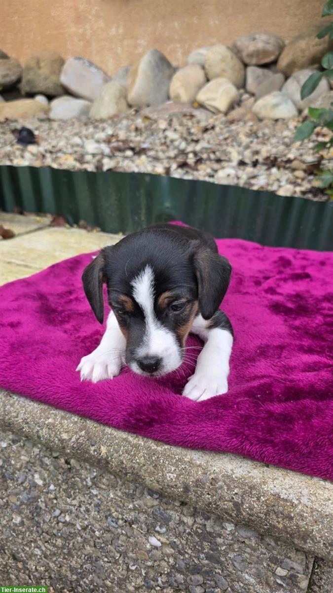 Bild 5: Parson Jack Russell Welpe, männlich, langbeinig