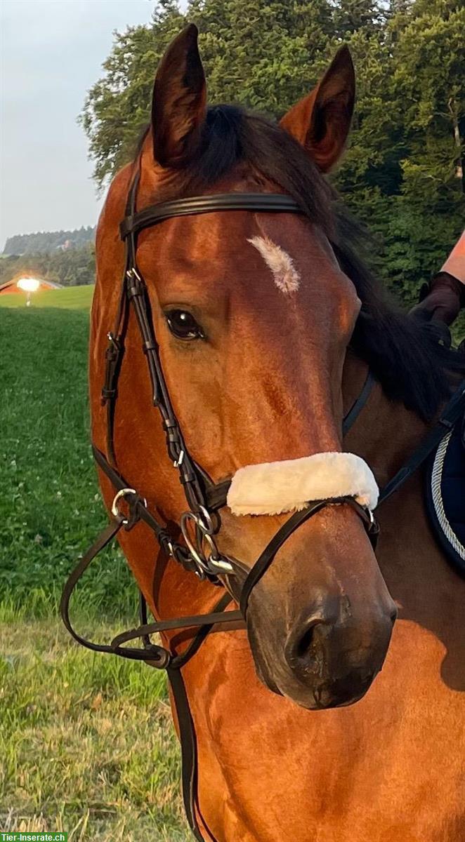 Reitbeteiligung für Freiberger Wallach, Tägertschi BE