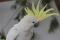 Junger Gelbhaubenkakadu (männlich) gesucht