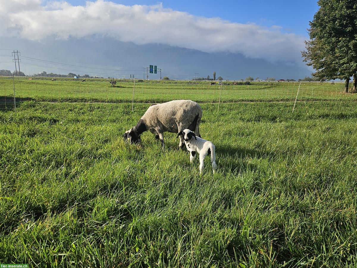 Saaser Mutten Schaf mit Lamm zu verkaufen