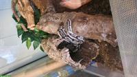 Wunderschöne Königspython abzugeben mit Terrarium